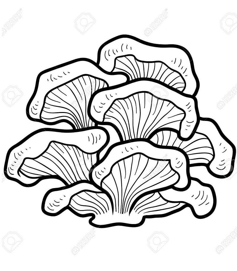 Mushrooms 3