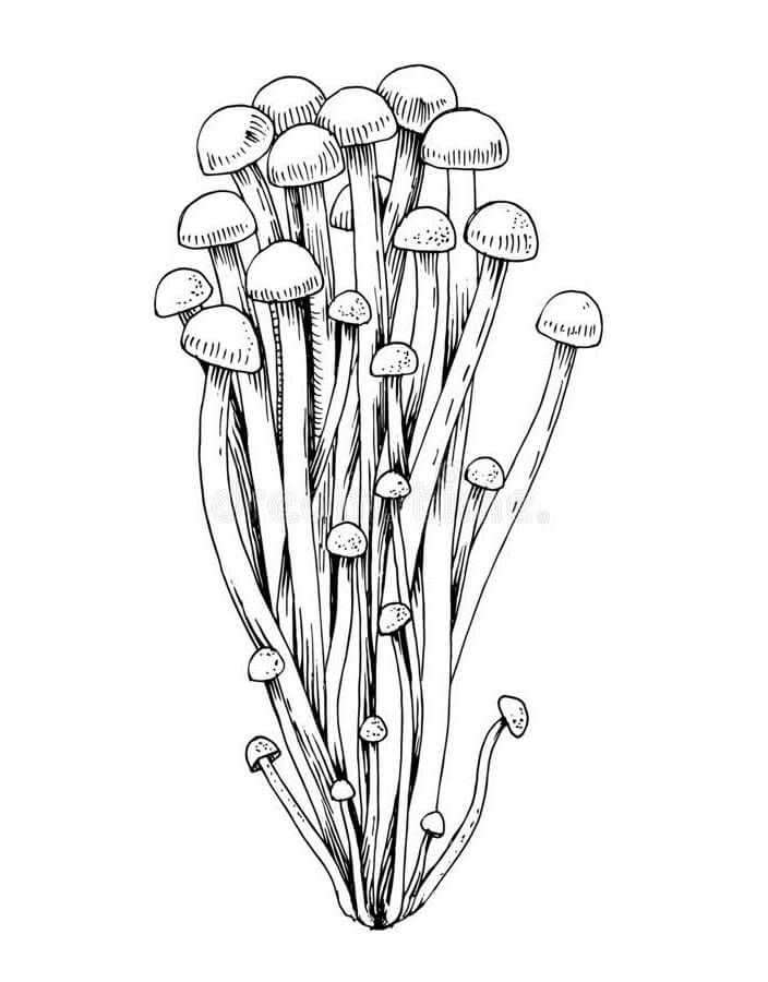 Mushrooms 8