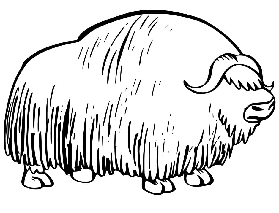 Musk Ox Printable