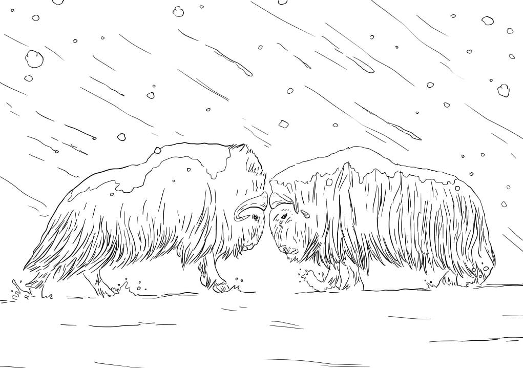 Musk Oxen Fighting