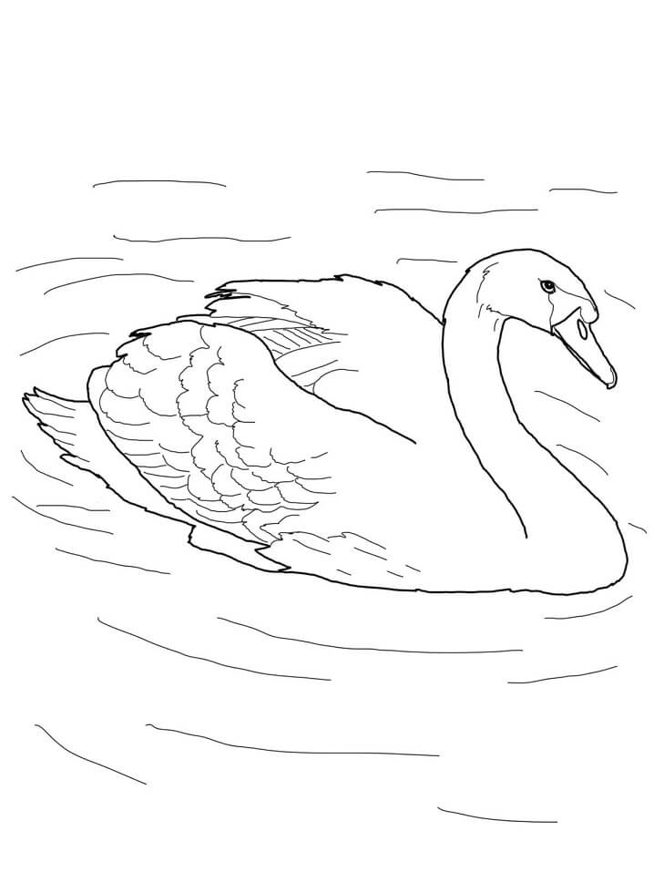 Mute Swan in a Pond Coloring Game Mute Swan in a Pond