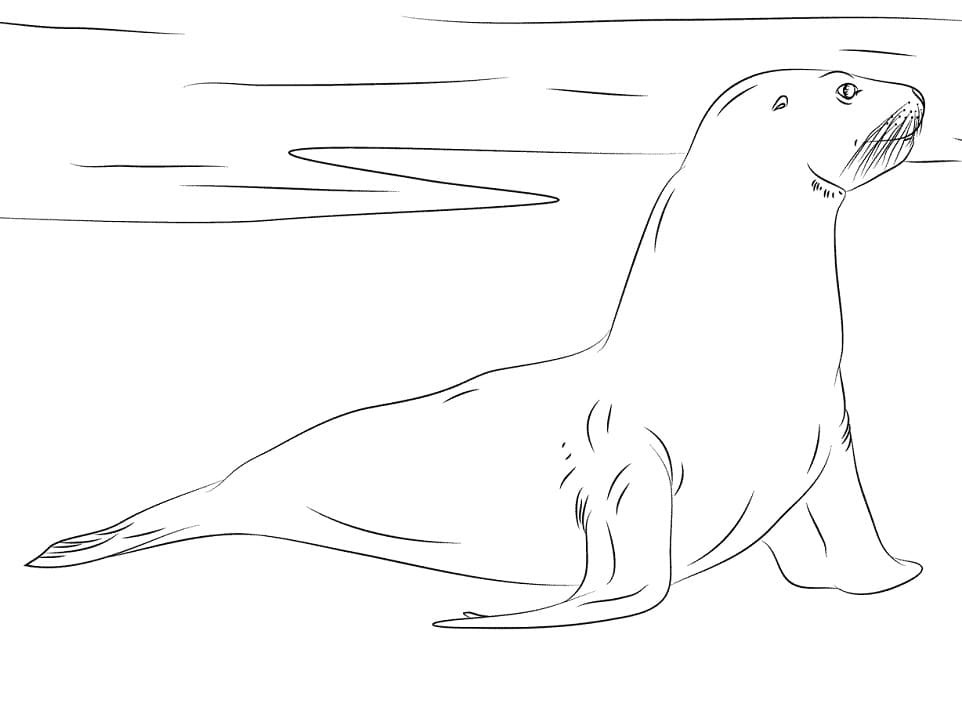 New Zealand Sea Lion Coloring Game New Zealand Sea Lion