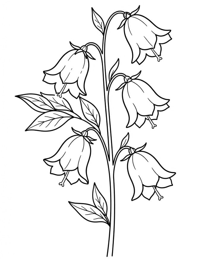 Nice Bellflower