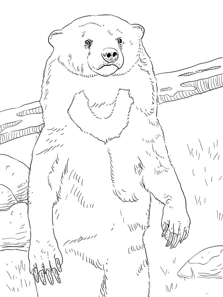 Nomal Sun Bear Coloring Game Nomal Sun Bear