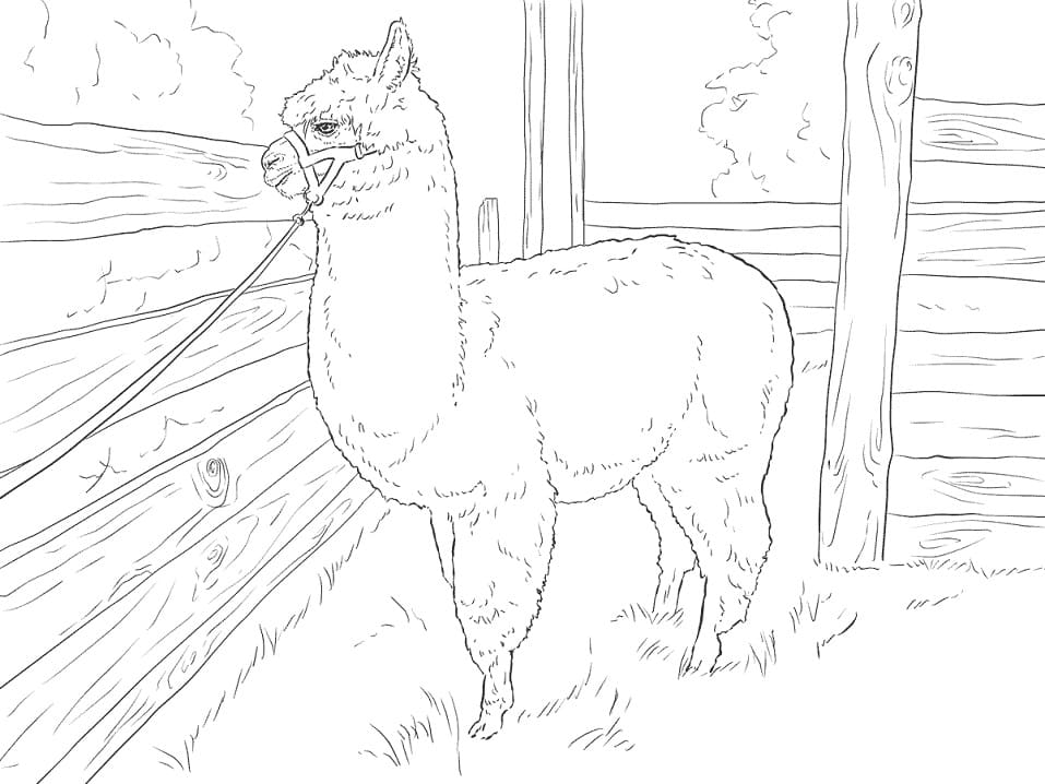 Normal Alpaca