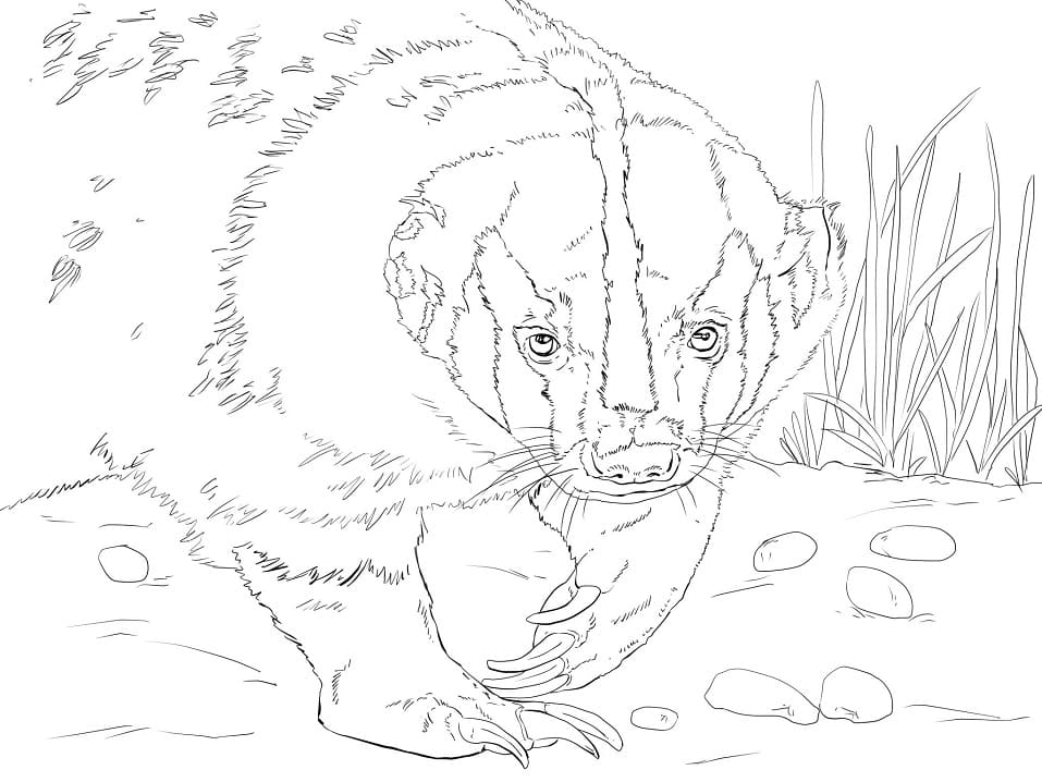 Normal American Badger Coloring Game Normal American Badger