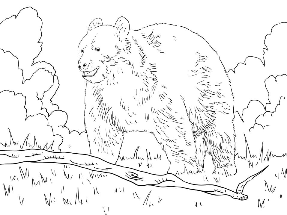 Normal Black Bear Coloring Game Normal Black Bear