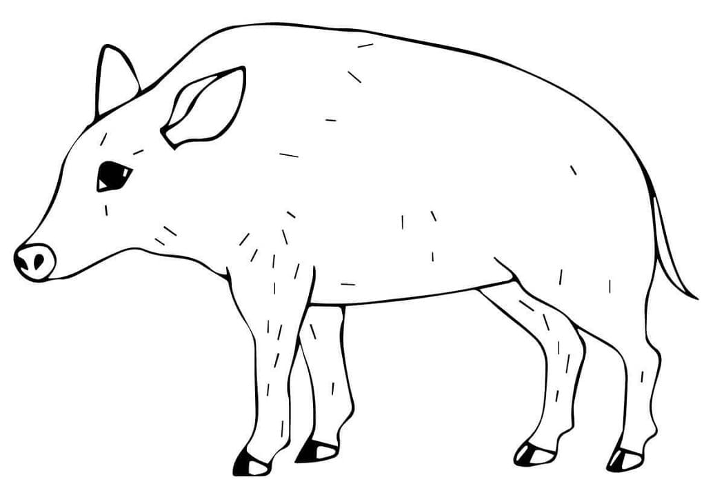 Normal Boar