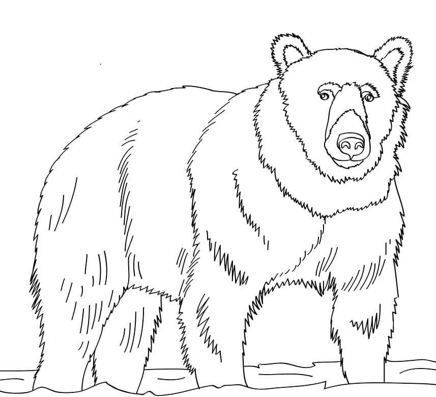 Normal Brown Bear Coloring Game Normal Brown Bear