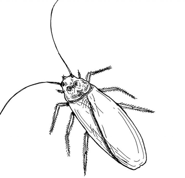 Normal Cockroach Coloring Game Normal Cockroach