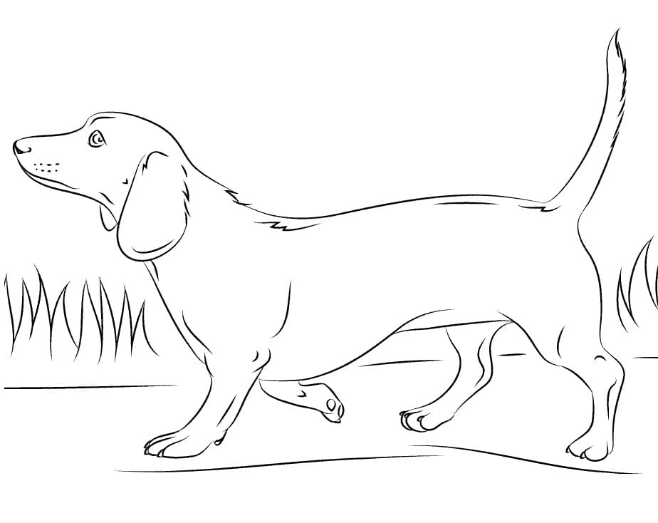 Normal Dachshund Coloring Game Normal Dachshund