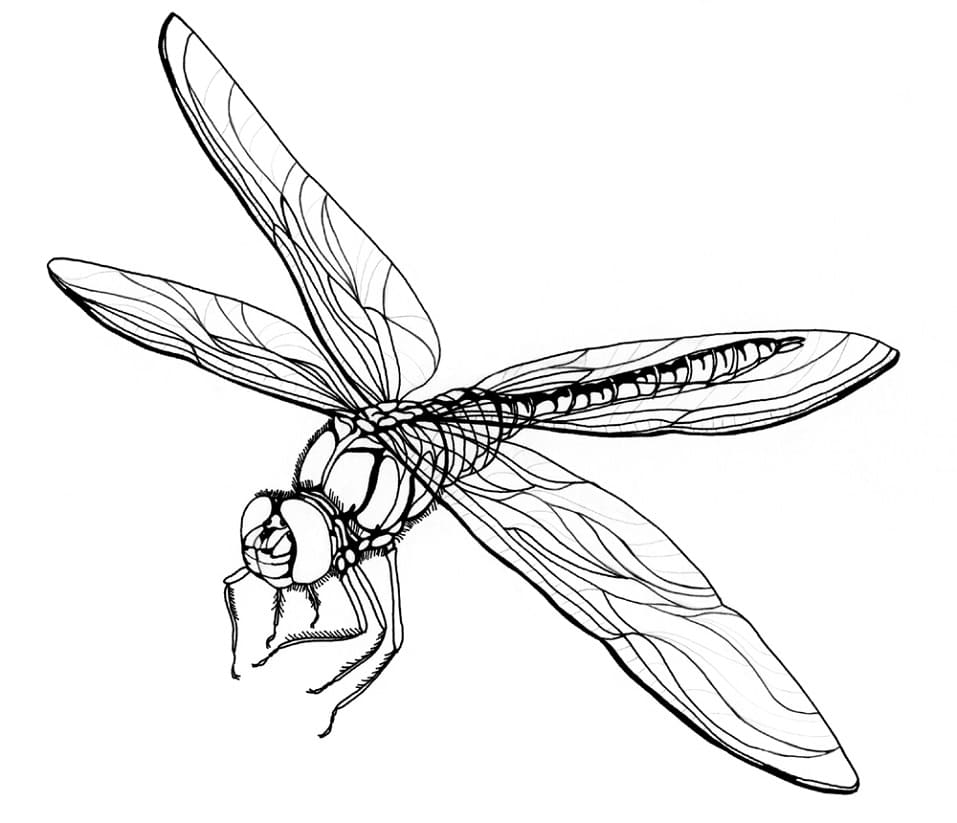 Normal Dragonfly Coloring Game Normal Dragonfly