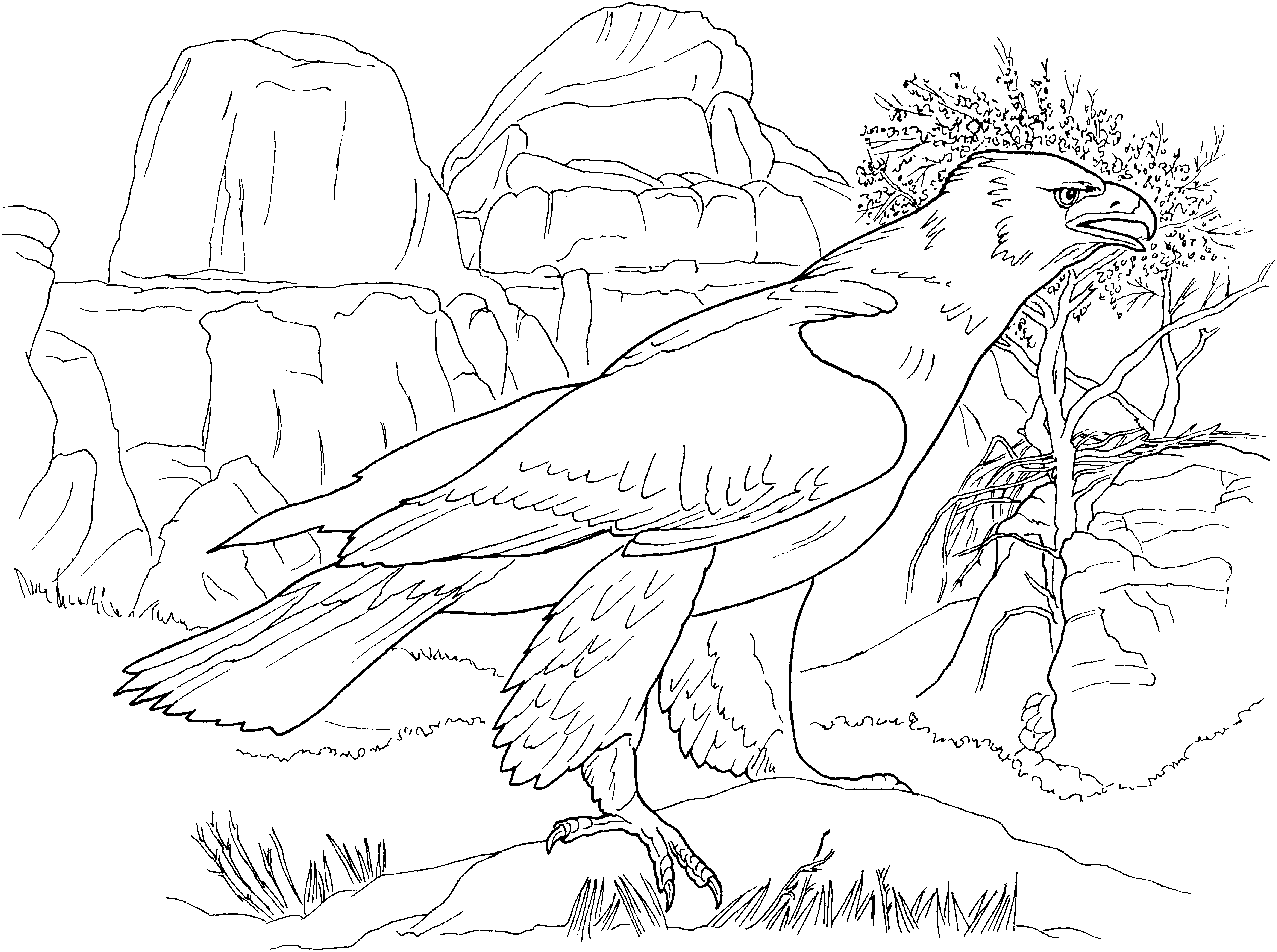 Normal Eagle Coloring Game Normal Eagle