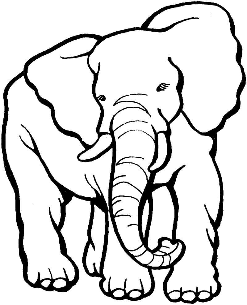 Normal Elephant