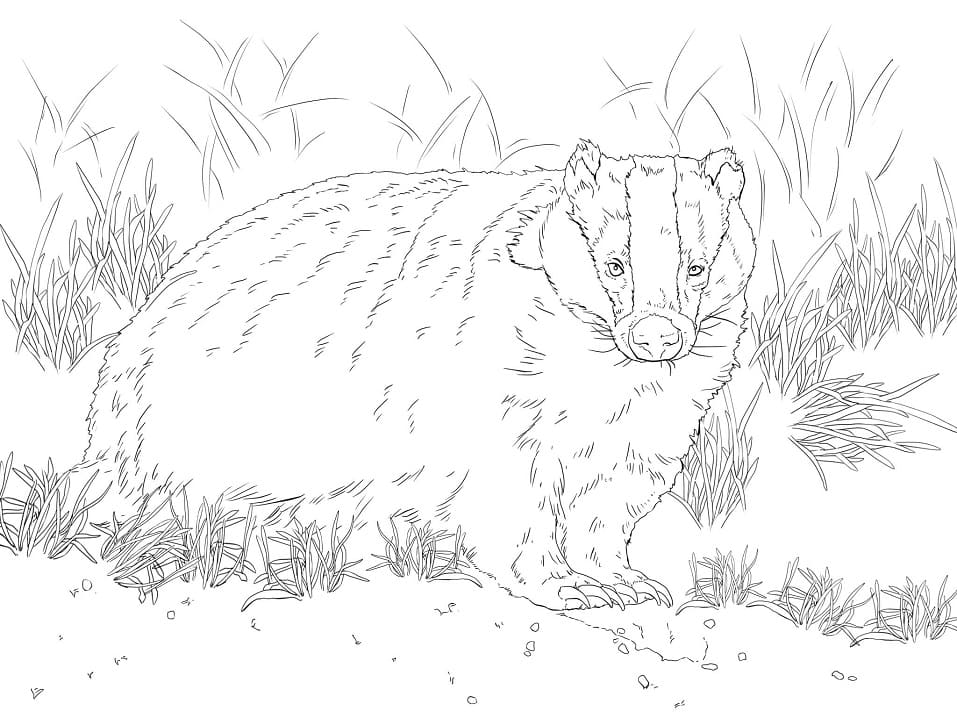 Normal European Badger Coloring Game Normal European Badger