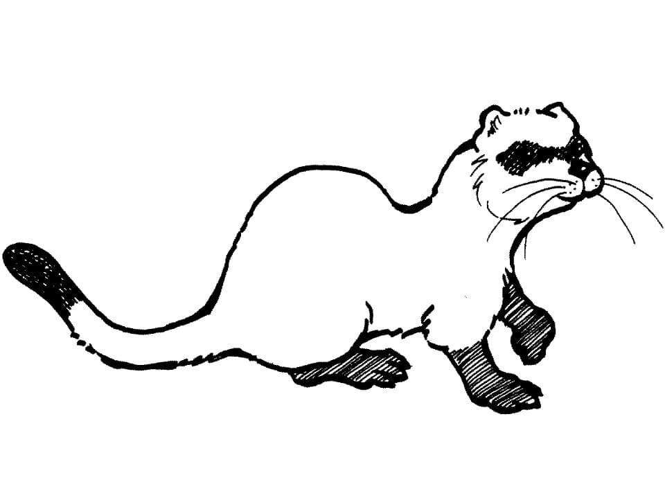 Normal Ferret