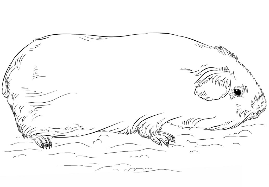 Normal Guinea Pig Coloring Game Normal Guinea Pig