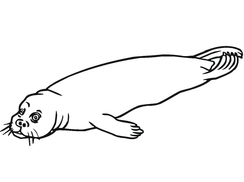 Normal Harbor Seal