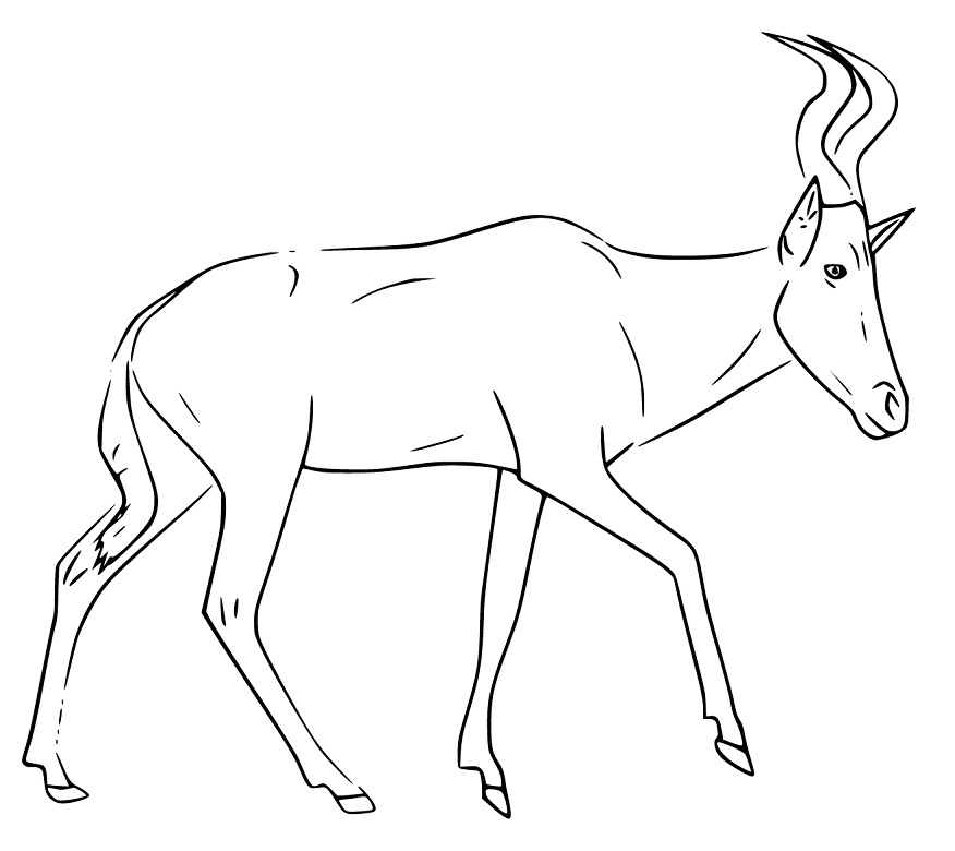 Normal Hartebeest