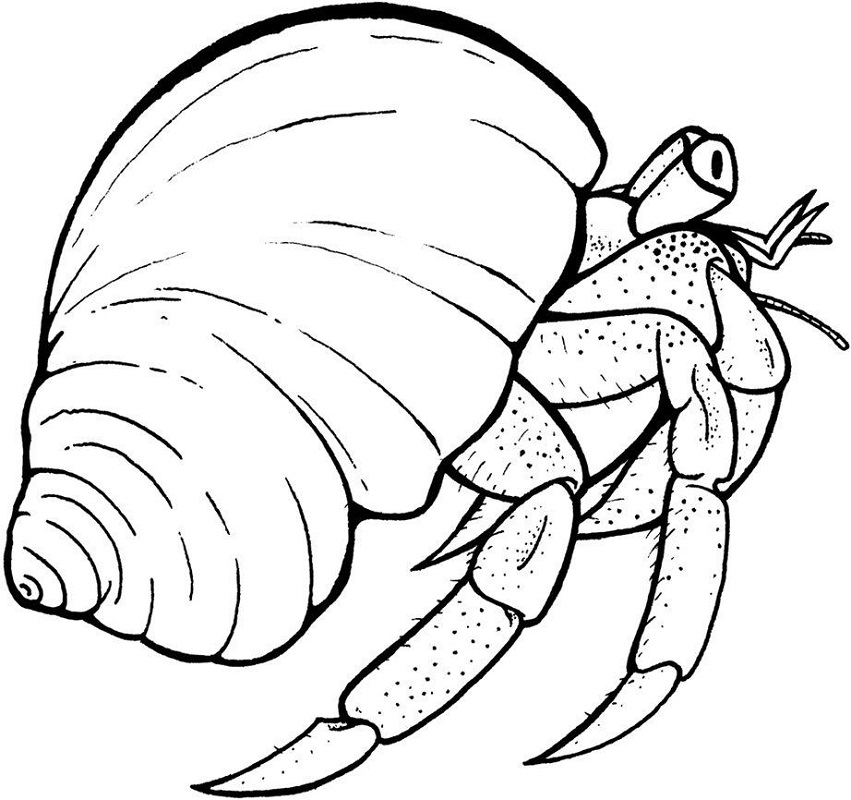 Normal Hermit Crab Coloring Game Normal Hermit Crab