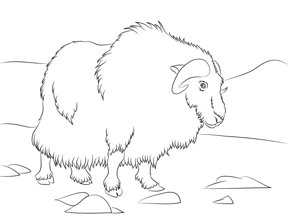 Normal Musk Ox