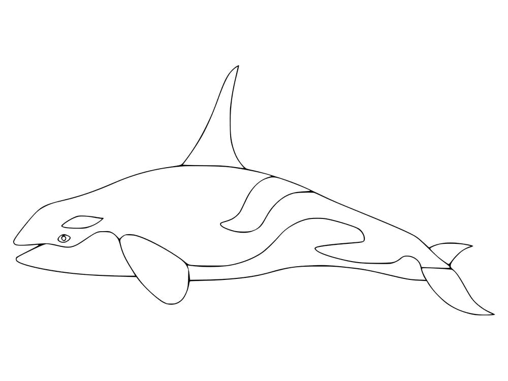Normal Orca