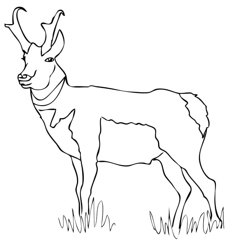 Normal Pronghorn