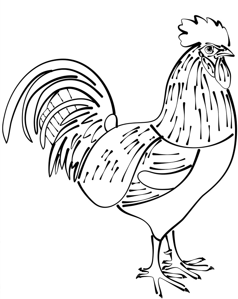 Normal Rooster 1