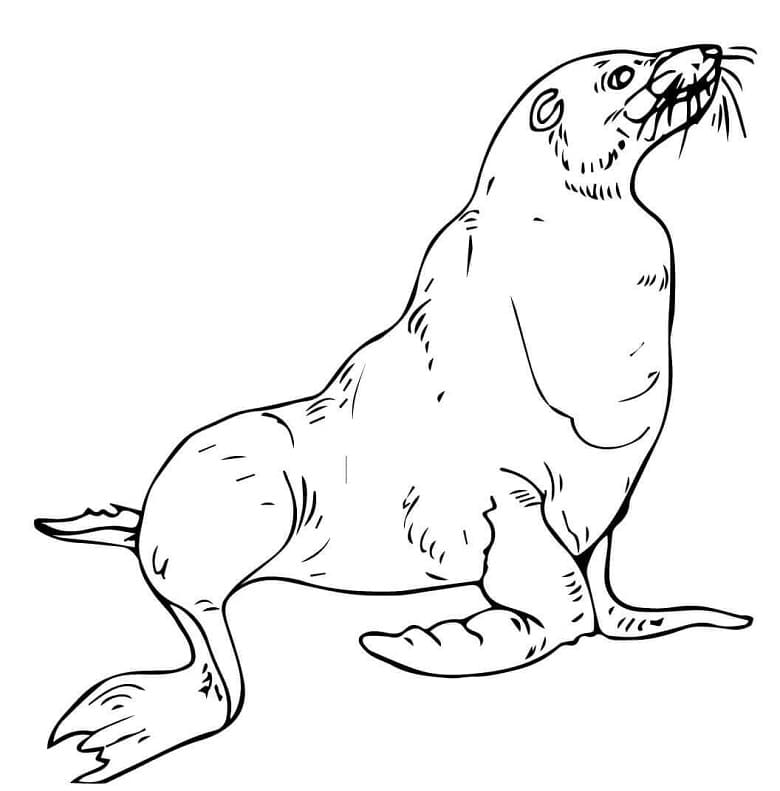 Normal Sea Lion Coloring Game Normal Sea Lion