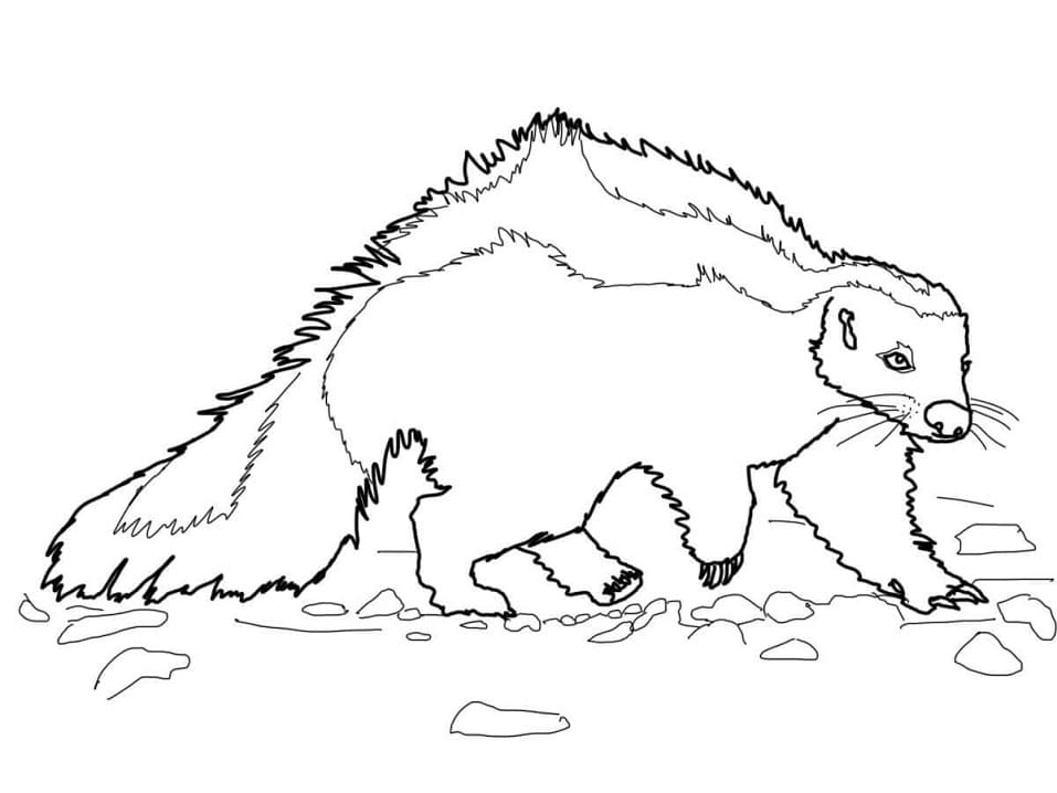 Normal Skunk