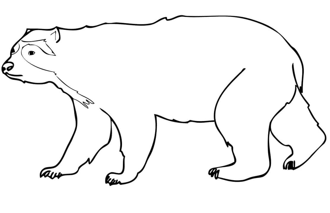 Normal Spectacled Bear Coloring Game Normal Spectacled Bear