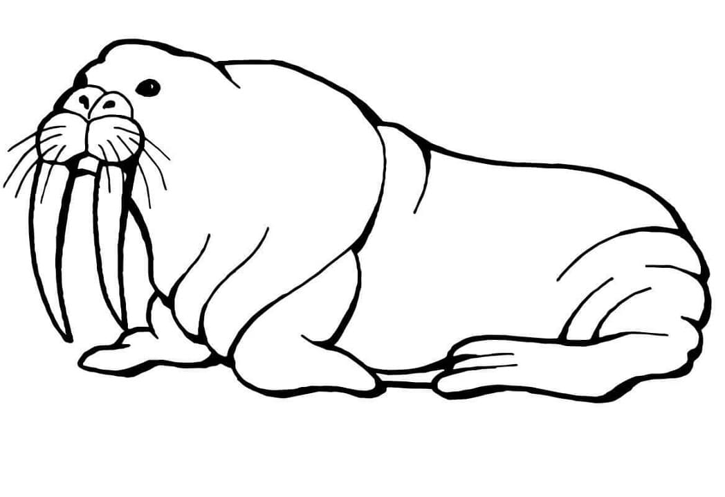Normal Walrus
