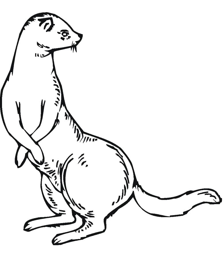 Normal Weasel Coloring Game Normal Weasel
