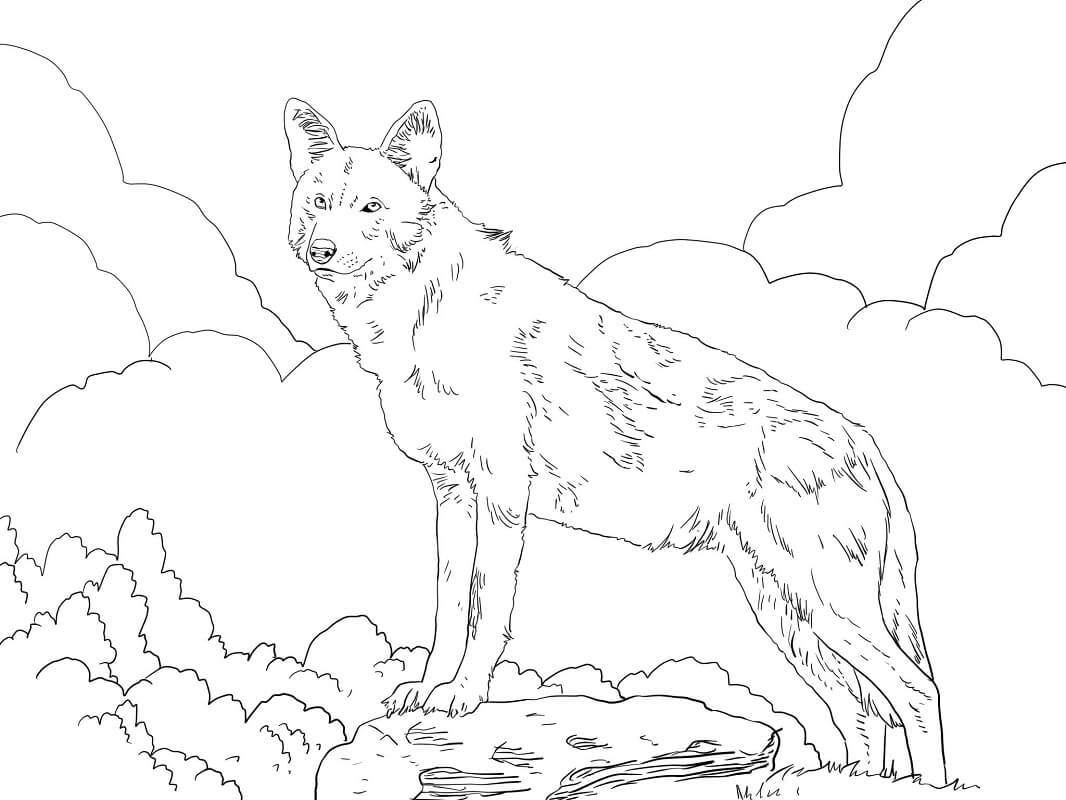 North American Red Wolf Coloring Game North American Red Wolf