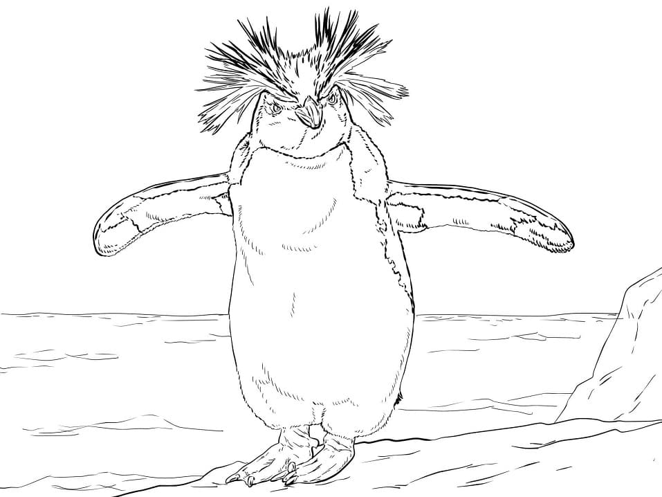 Northern Rockhopper Penguin
