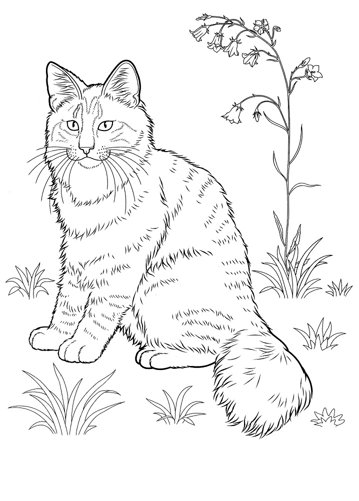 Norwegian Forest Cat