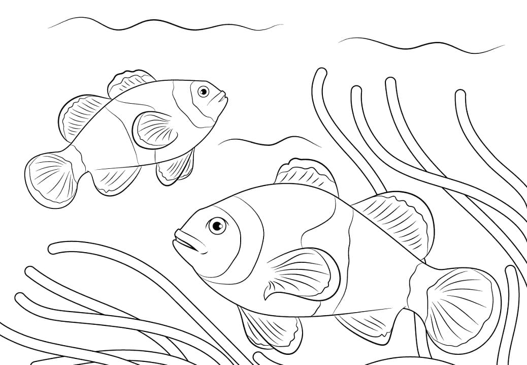 Ocellaris Clownfishes Coloring Game Ocellaris Clownfishes