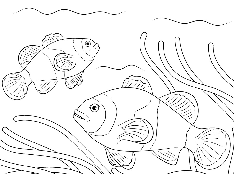 Ocellaris Clownfishes