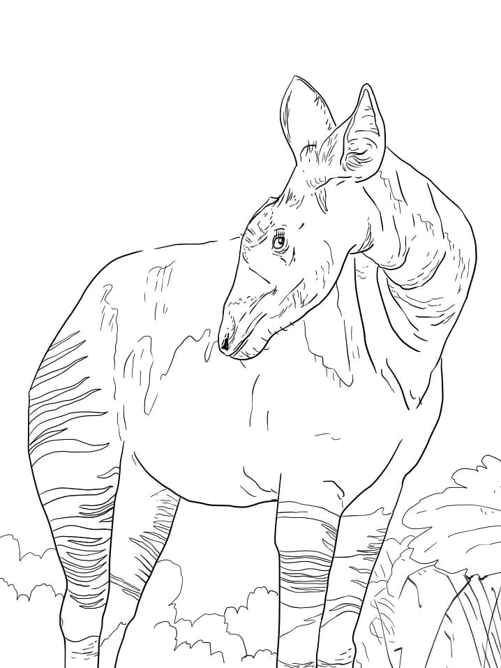 Okapi Giraffid