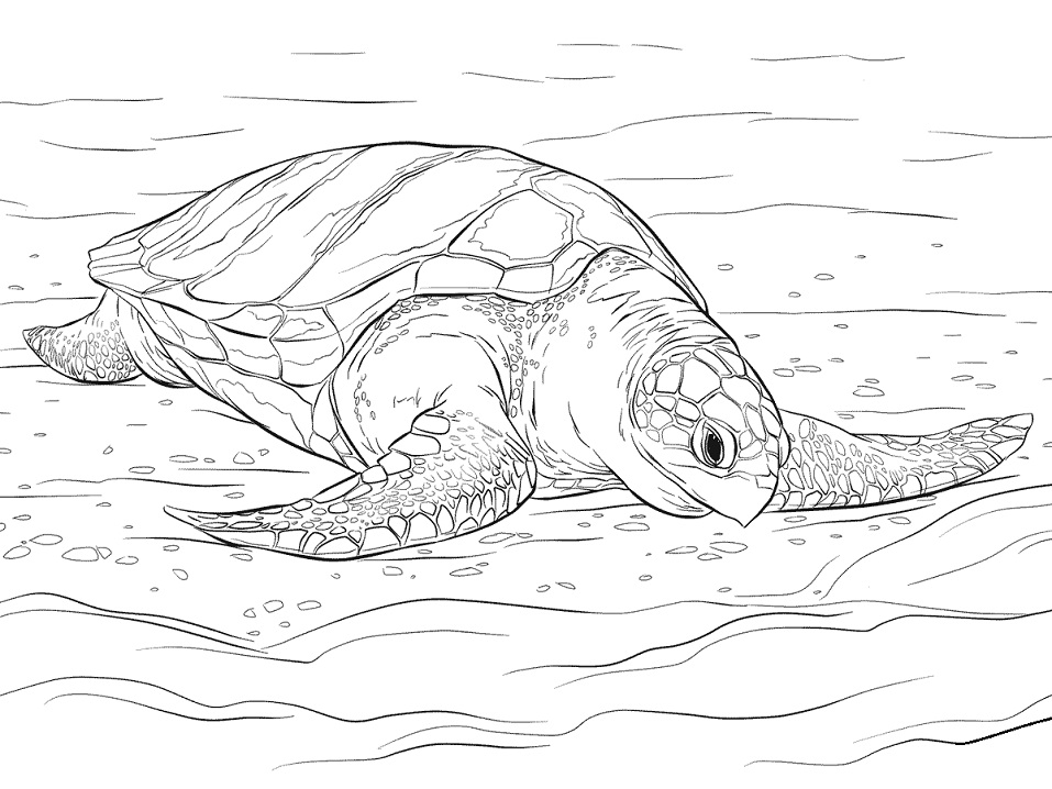 Olive Ridley Sea Turtle Coloring Game Olive Ridley Sea Turtle