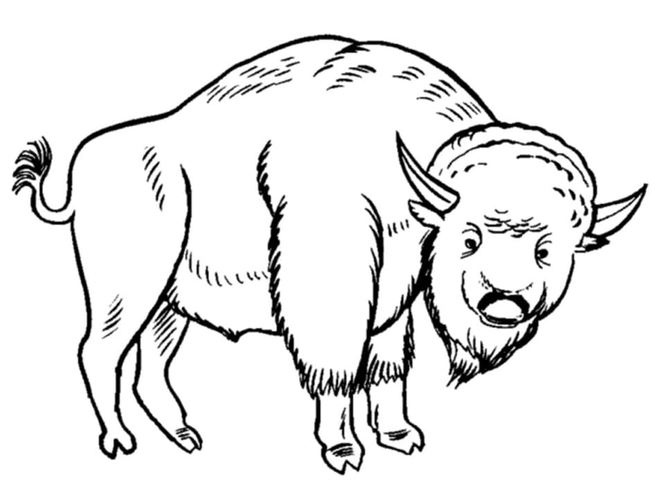 One Bison Coloring Game One Bison