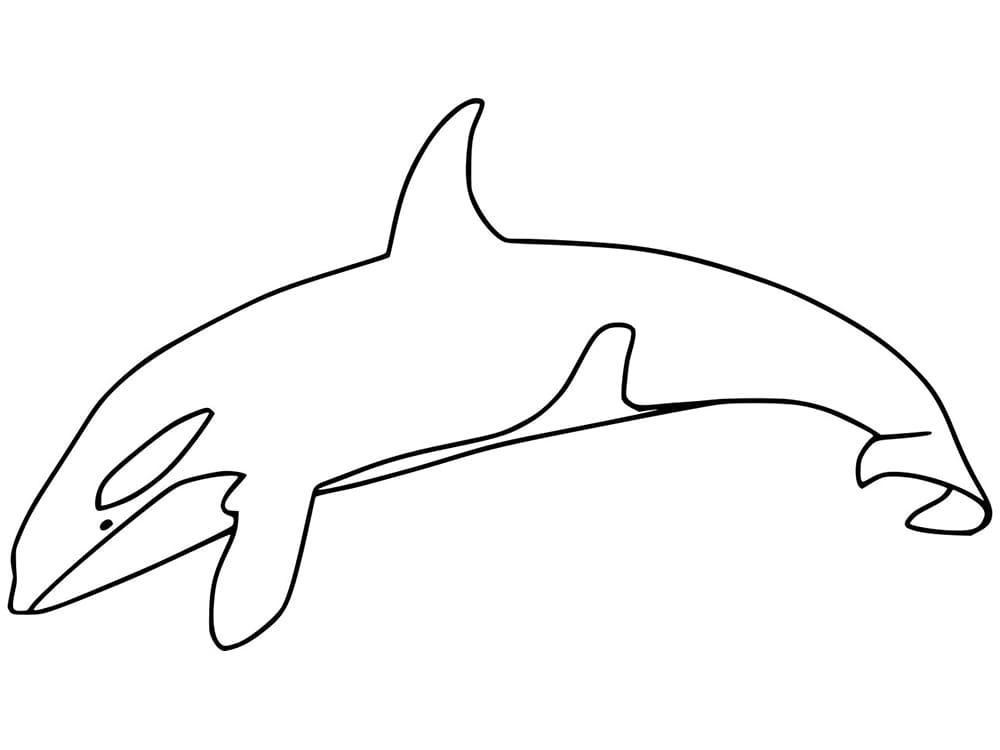 Orca Whale