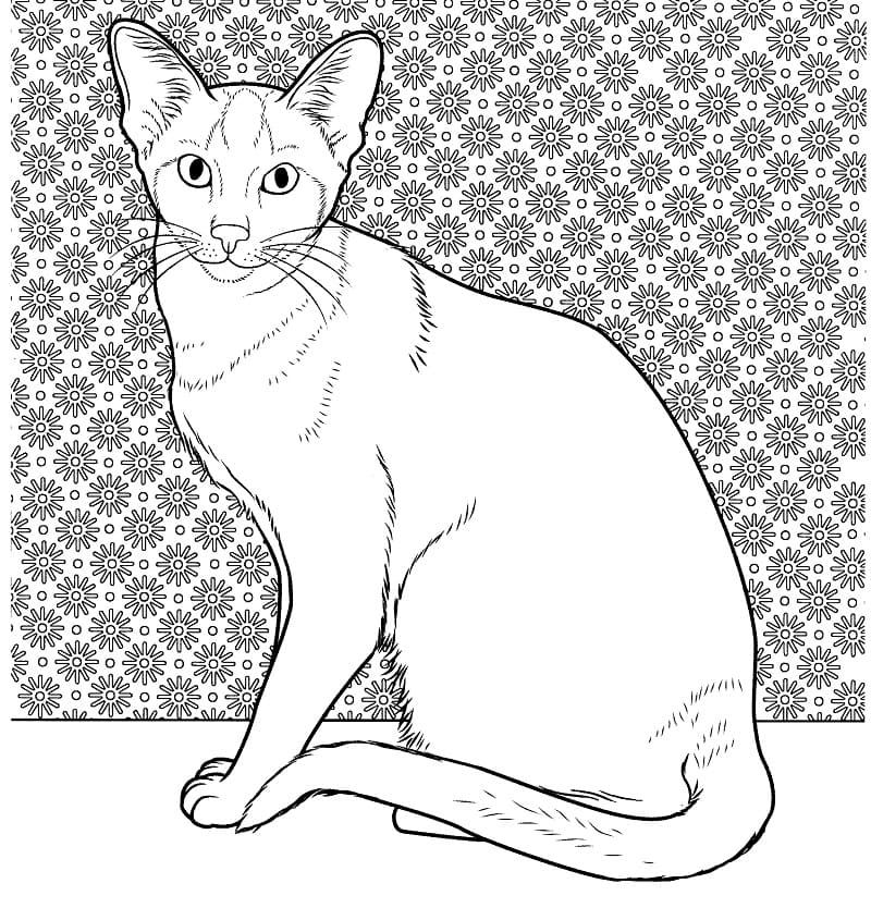Oriental Siamese Cat Coloring Game Oriental Siamese Cat