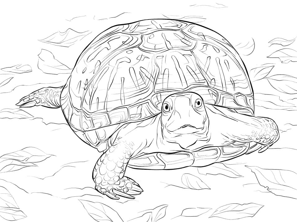 Ornate Box Turtle Coloring Game Ornate Box Turtle
