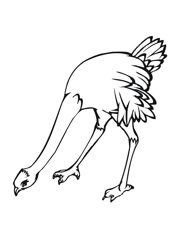 Ostrich 1
