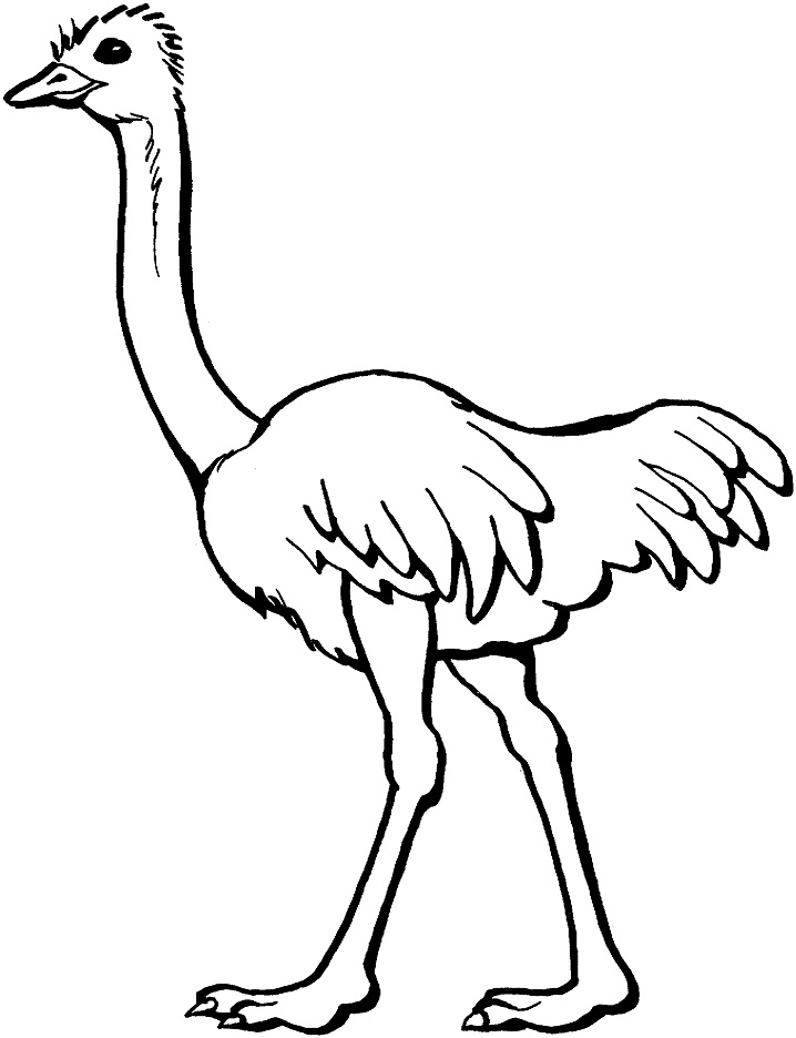 Ostrich 2
