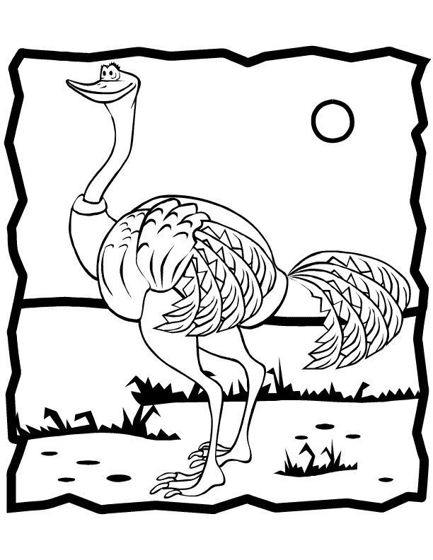 Ostrich 6