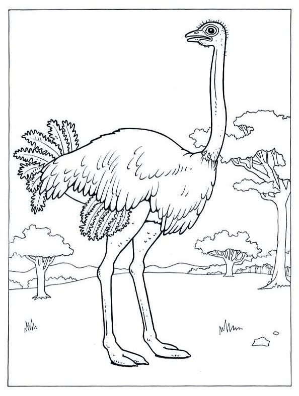 Ostrich 8 Coloring Game Ostrich 8