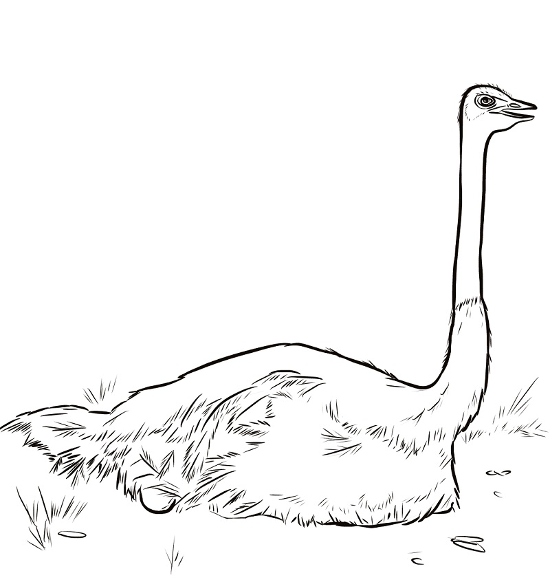 Ostrich Nesting