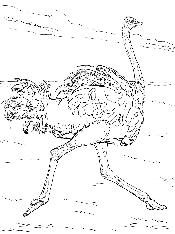 Ostrich Runs Coloring Game Ostrich Runs